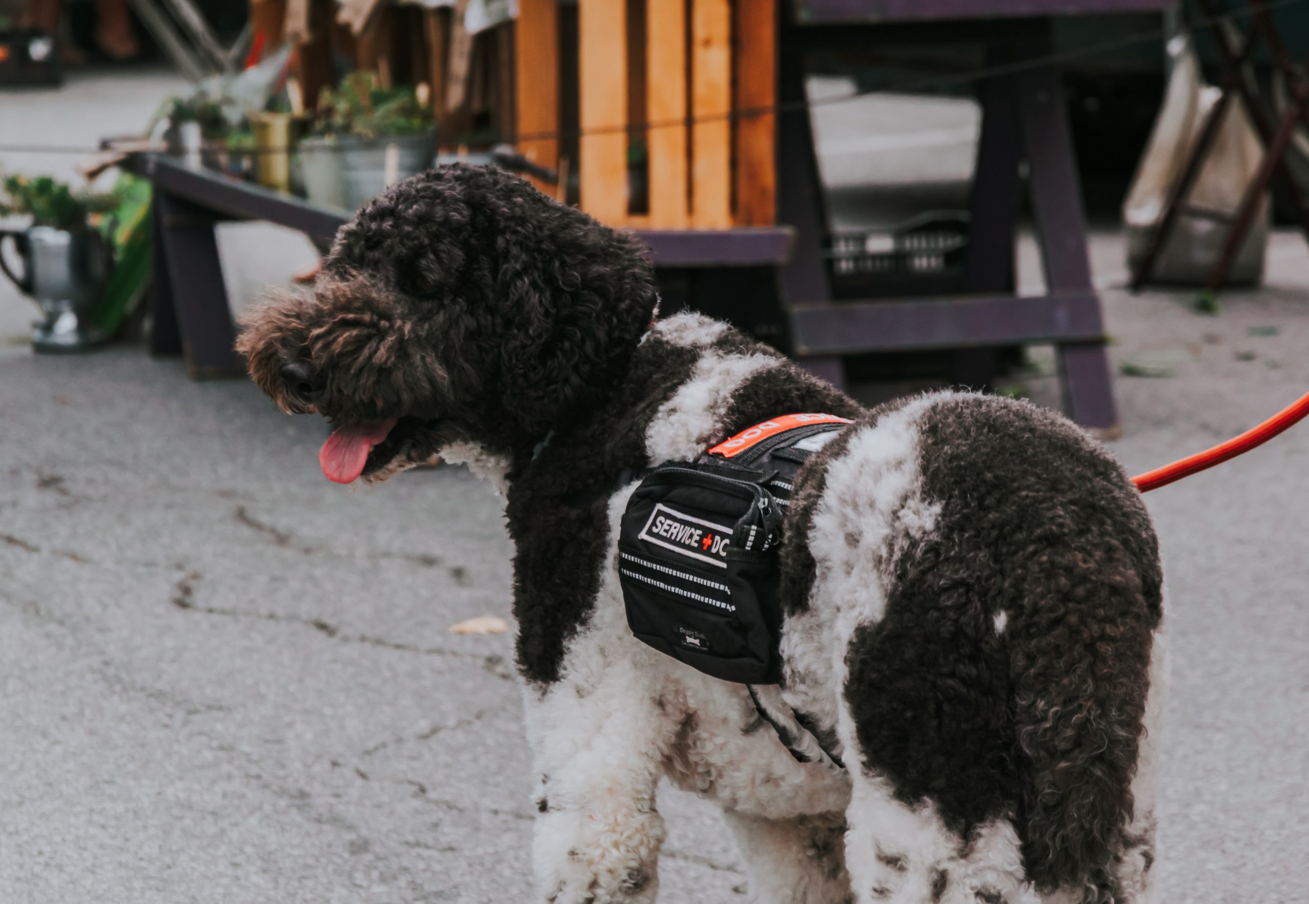 Brown and white spotted dog wearing service animal vest and orange leash.