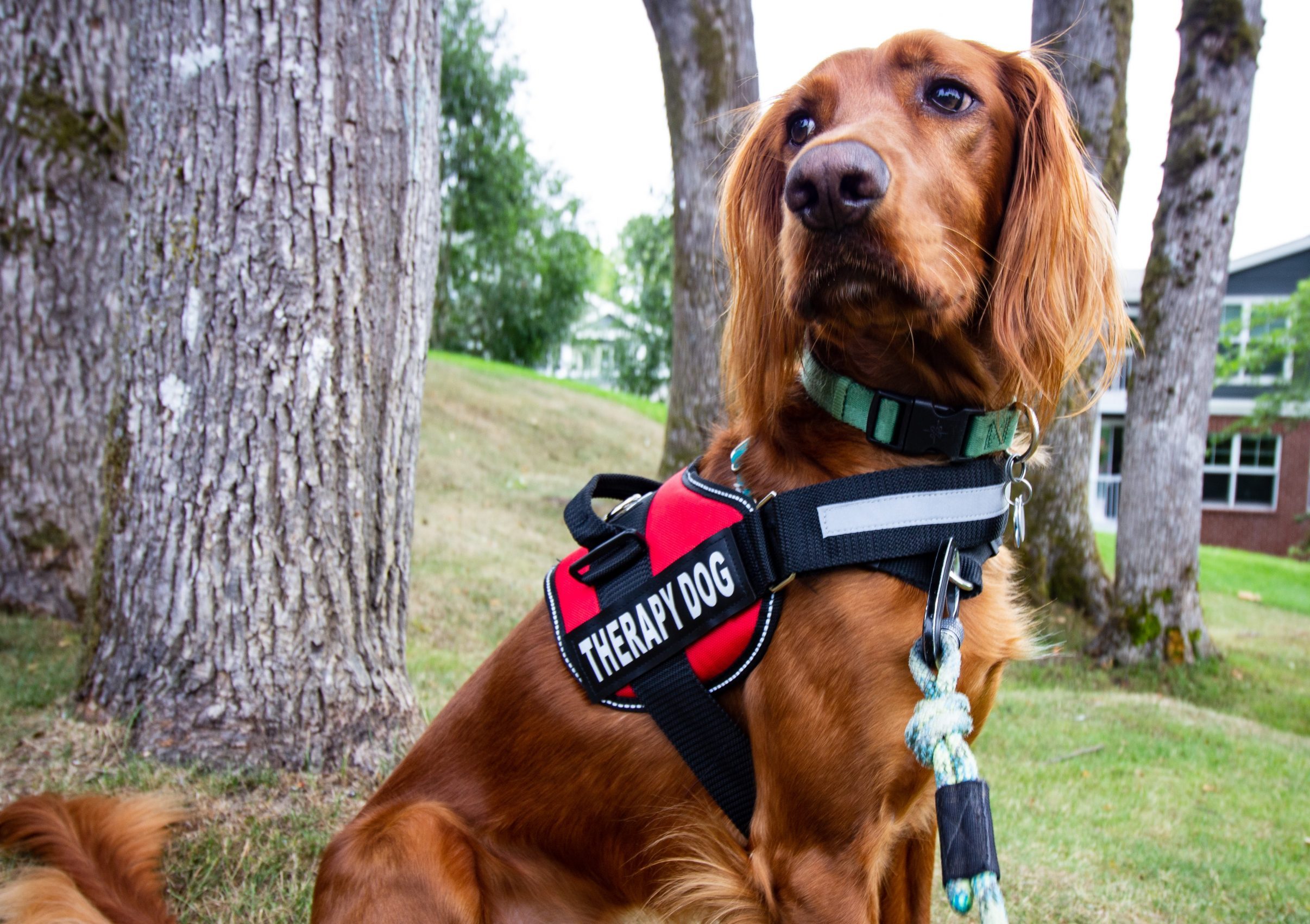 Dog with golden red fur wearing a therapy dog vest and teal collar with leash.