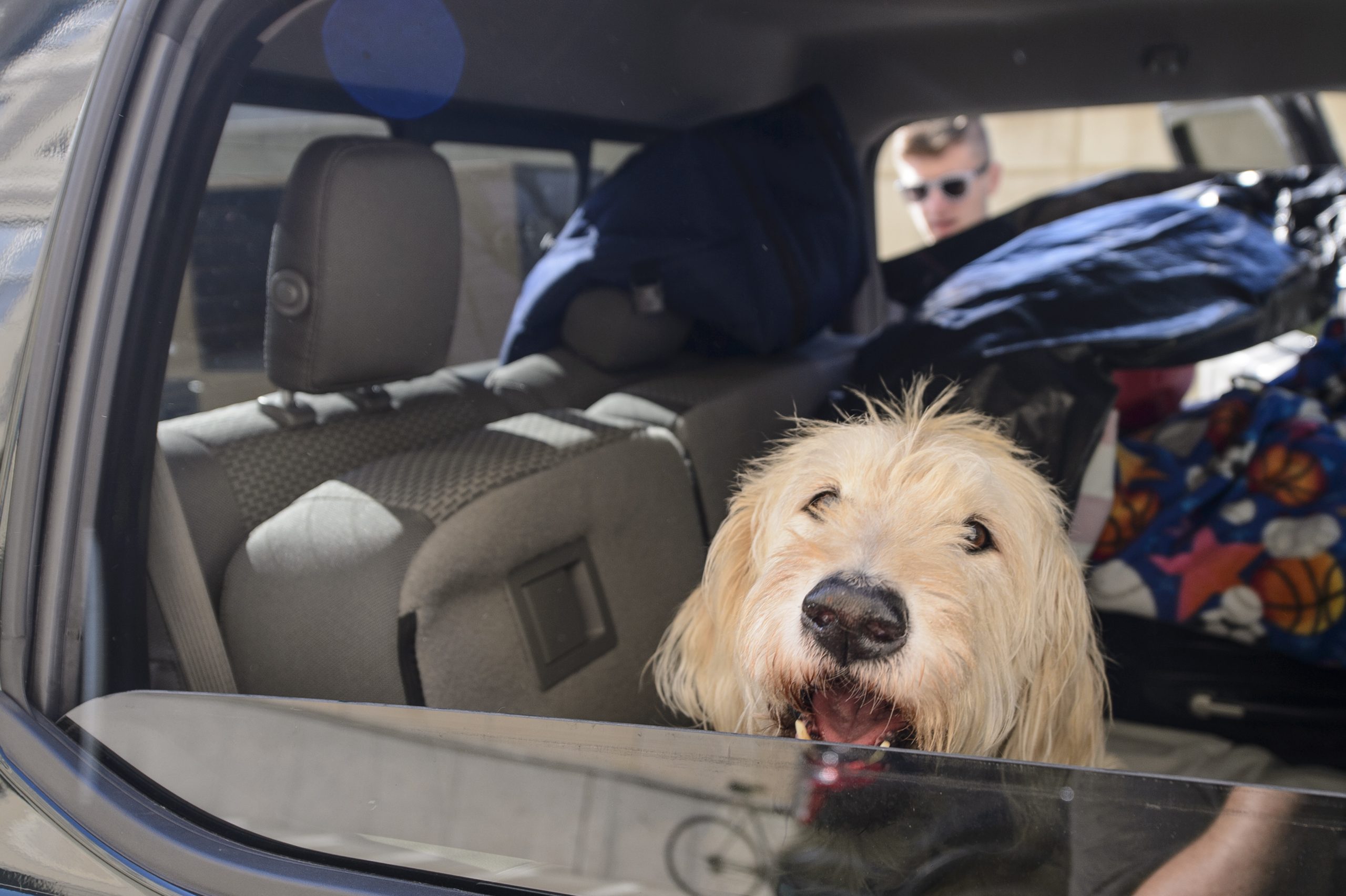 A blond, shaggy looking dog seen though a car window seemingly smiles at the camera while in the backseat of the vehicle, which is being unloaded during student move-in on campus.